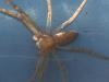 Philodromus sp.